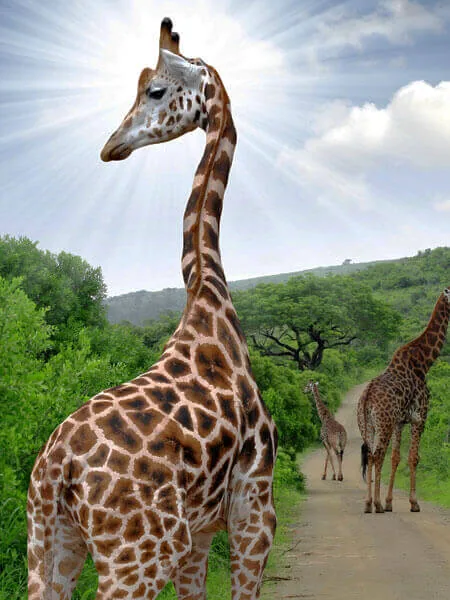 South Africa